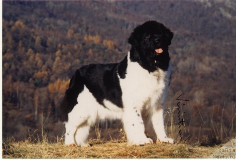 Фото: ньюфаундленд Newf Mermaid Top Odyssee