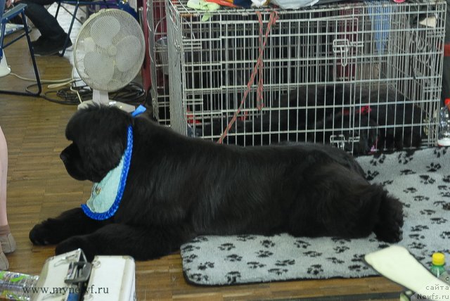 Фото: ньюфаундленд Zholli Wonderfull iz Medvejyego Yara (Жолли Вандерфулл из Медвежьего Яра)