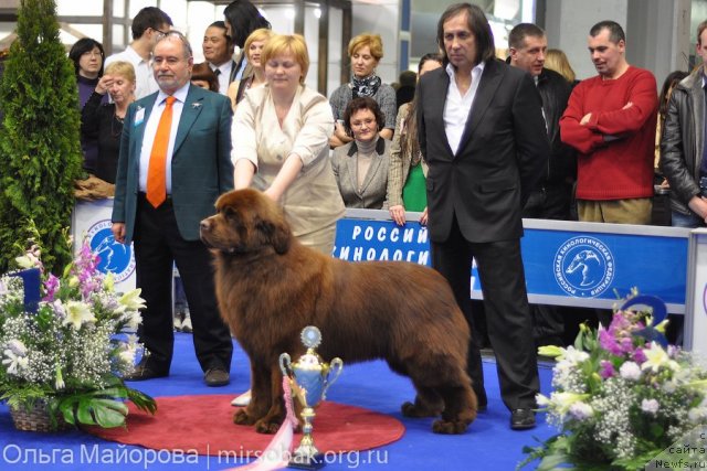 Фото: ньюфаундленд Aquatoriya Kelvin Reds Begin and Win (Акватория Келвин Редс Бегин энд Вин)