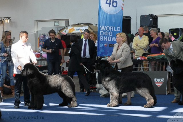 Фото: ньюфаундленд Aquatoriya Kelvin Kilimandzharo (Акватория Келвин Килиманджаро)