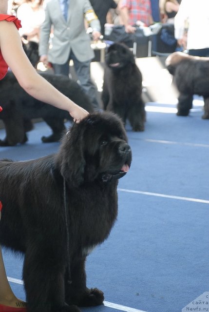 Фотография № 98187