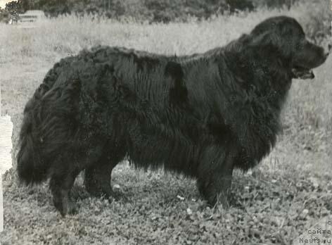 Фото: ньюфаундленд Glafi Regina (Глафи Регина)