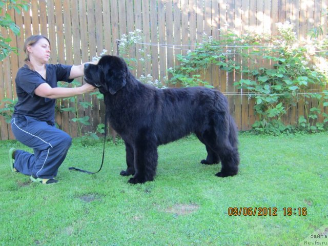 Фото: ньюфаундленд Very Fairweathers X'Got The Rhythm