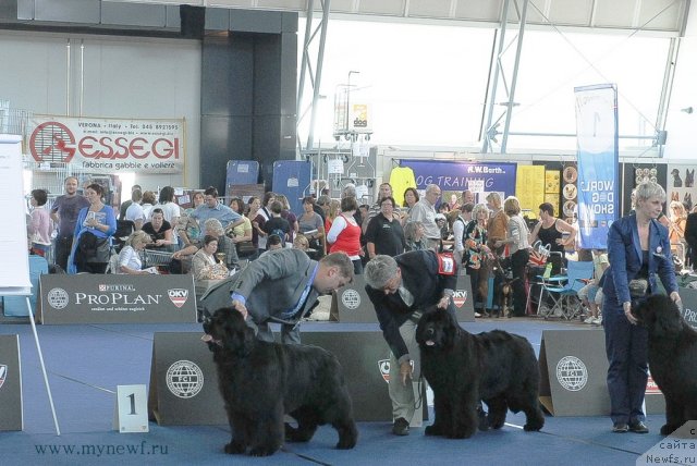 Фото: ньюфаундленд King of Helluland Just Georgeous