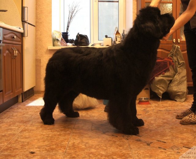 Фото: ньюфаундленд Skippers Only You for Smigar