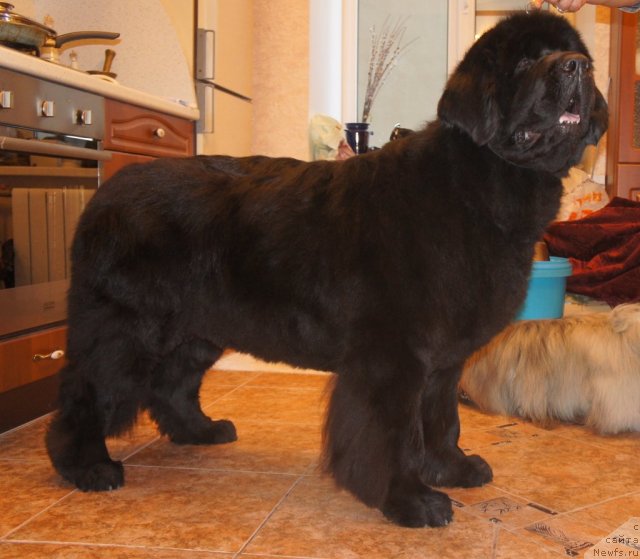 Фото: ньюфаундленд Skippers Only You for Smigar