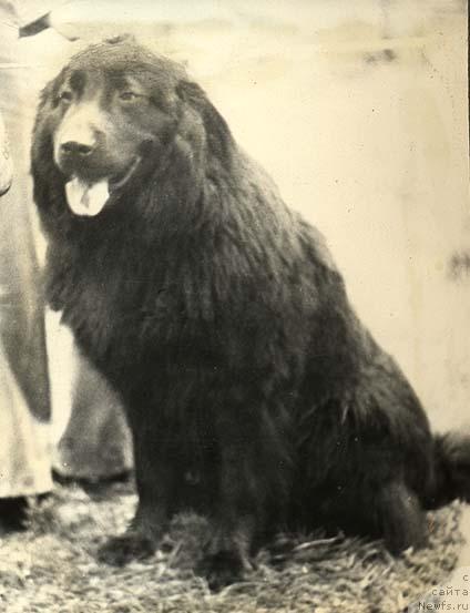 Фото: ньюфаундленд Kent (Кент)