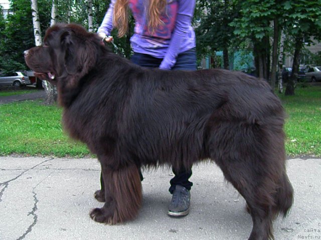 Фото: ньюфаундленд Rich-N-B'yutiful (Рич-Н-Бьютифул)