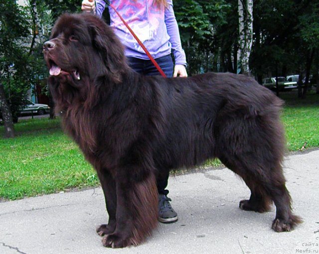 Фото: ньюфаундленд Rich-N-B'yutiful (Рич-Н-Бьютифул)