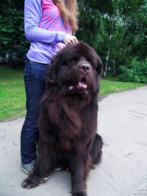 Фото: ньюфаундленд Rich-N-B'yutiful (Рич-Н-Бьютифул)