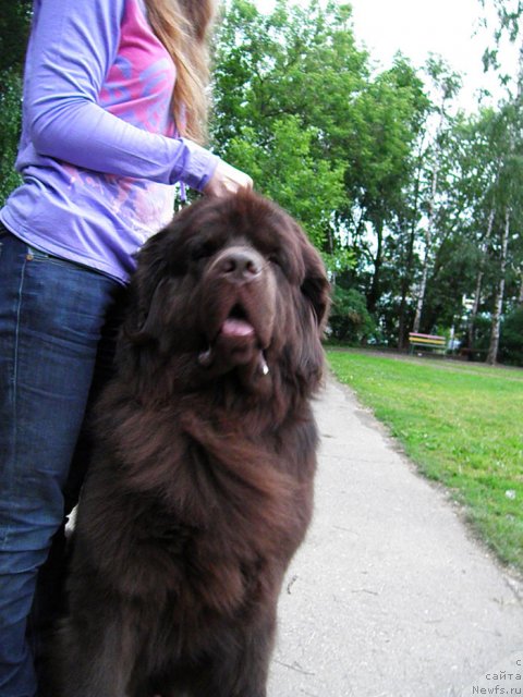 Фото: ньюфаундленд Rich-N-B'yutiful (Рич-Н-Бьютифул)