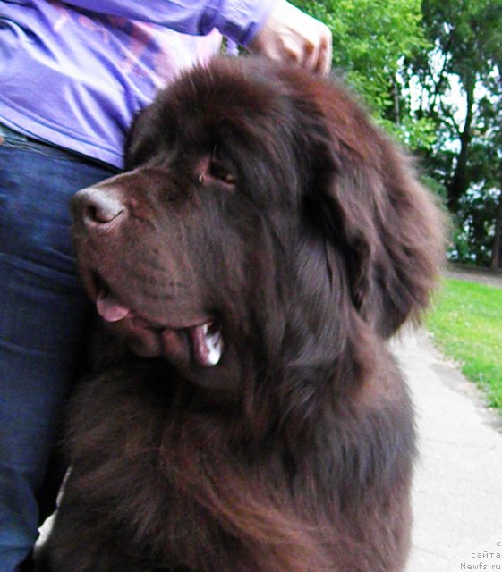 Фото: ньюфаундленд Rich-N-B'yutiful (Рич-Н-Бьютифул)