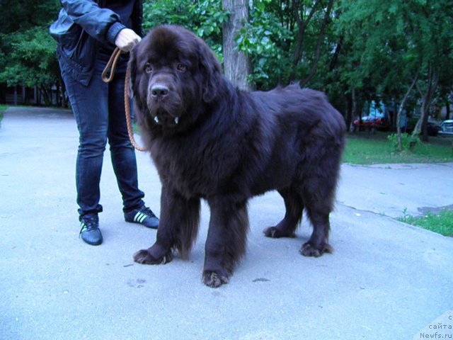 Фото: ньюфаундленд Rich-N-B'yutiful (Рич-Н-Бьютифул)