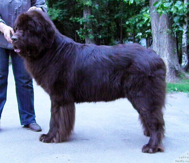 Фото: ньюфаундленд Rich-N-B'yutiful (Рич-Н-Бьютифул)