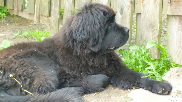 Фото: ньюфаундленд Fann'yuf Tinkerbel' Skazochnaya Princessa (Фанньюф Тинкербель Сказочная Принцесса)