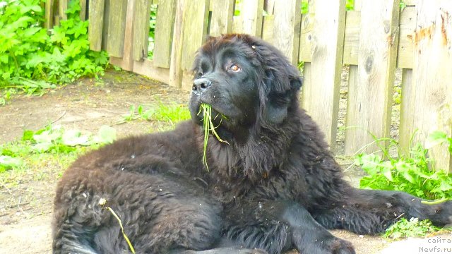 Фото: ньюфаундленд Fann'yuf Tinkerbel' Skazochnaya Princessa (Фанньюф Тинкербель Сказочная Принцесса)