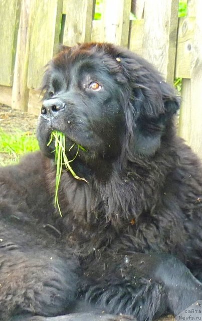 Фото: ньюфаундленд Fann'yuf Tinkerbel' Skazochnaya Princessa (Фанньюф Тинкербель Сказочная Принцесса)