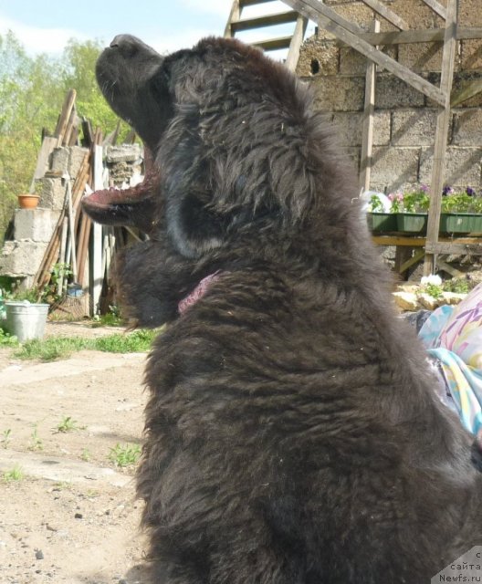 Фото: ньюфаундленд Fann'yuf Tinkerbel' Skazochnaya Princessa (Фанньюф Тинкербель Сказочная Принцесса)