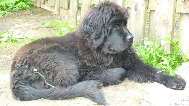 Фото: ньюфаундленд Fann'yuf Tinkerbel' Skazochnaya Princessa (Фанньюф Тинкербель Сказочная Принцесса)