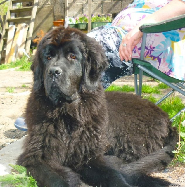 Фото: ньюфаундленд Fann'yuf Tinkerbel' Skazochnaya Princessa (Фанньюф Тинкербель Сказочная Принцесса)