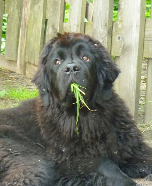 Фото: ньюфаундленд Fann'yuf Tinkerbel' Skazochnaya Princessa (Фанньюф Тинкербель Сказочная Принцесса)