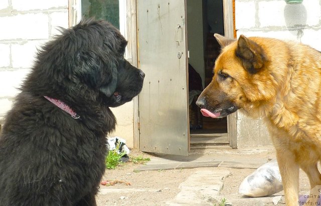 Фото: ньюфаундленд Fann'yuf Tinkerbel' Skazochnaya Princessa (Фанньюф Тинкербель Сказочная Принцесса), ЯША