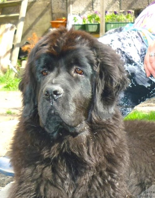 Фото: ньюфаундленд Fann'yuf Tinkerbel' Skazochnaya Princessa (Фанньюф Тинкербель Сказочная Принцесса)