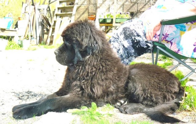 Фото: ньюфаундленд Fann'yuf Tinkerbel' Skazochnaya Princessa (Фанньюф Тинкербель Сказочная Принцесса)