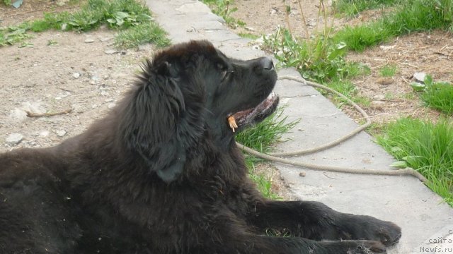 Фото: ньюфаундленд Fann'yuf Tinkerbel' Skazochnaya Princessa (Фанньюф Тинкербель Сказочная Принцесса)