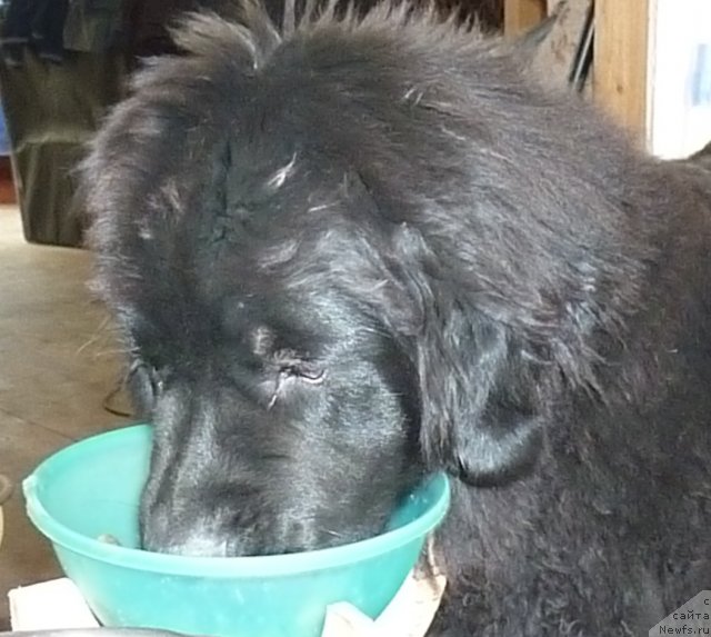 Фото: ньюфаундленд Fann'yuf Tinkerbel' Skazochnaya Princessa (Фанньюф Тинкербель Сказочная Принцесса)