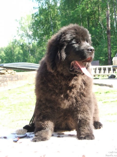 Фото: ньюфаундленд Take It Slowly Braveheart