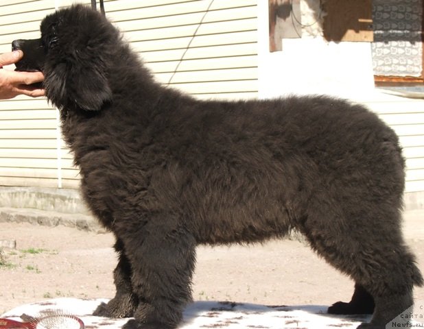 Фото: ньюфаундленд Take It Slowly Braveheart