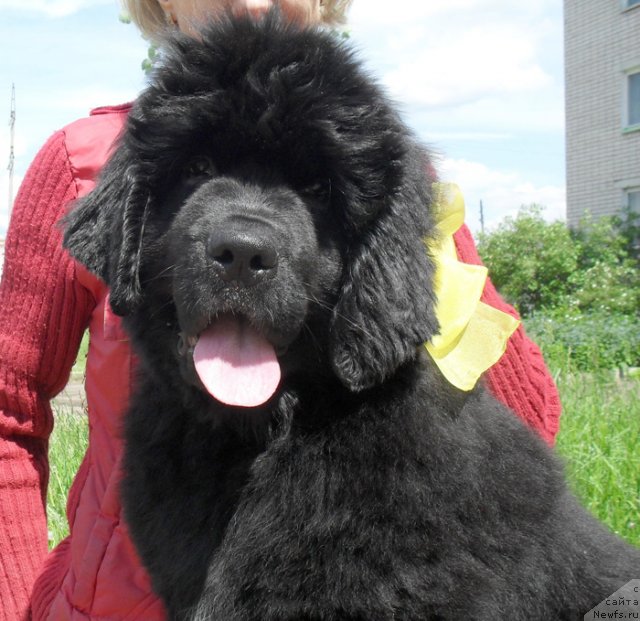 Фото: ньюфаундленд Beguschaya po Volnam Carica Savskaya (Бегущая по Волнам Царица Савская)