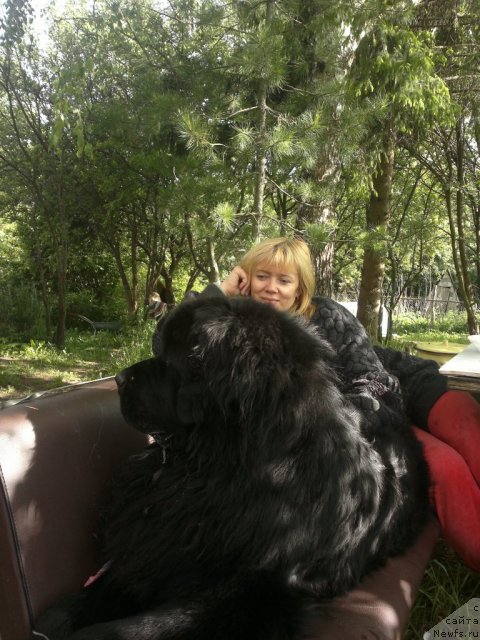 Фото: Elena Bakova (Елена Бакова), ньюфаундленд Fann'yuf Uilgryem Syer (Фанньюф Уилгрэм Сэр)