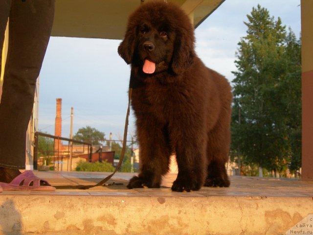 Фото: ньюфаундленд Angelo Orso Ariadna (Анджело Орсо Ариадна)