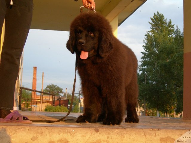 Фото: ньюфаундленд Angelo Orso Ariadna (Анджело Орсо Ариадна)