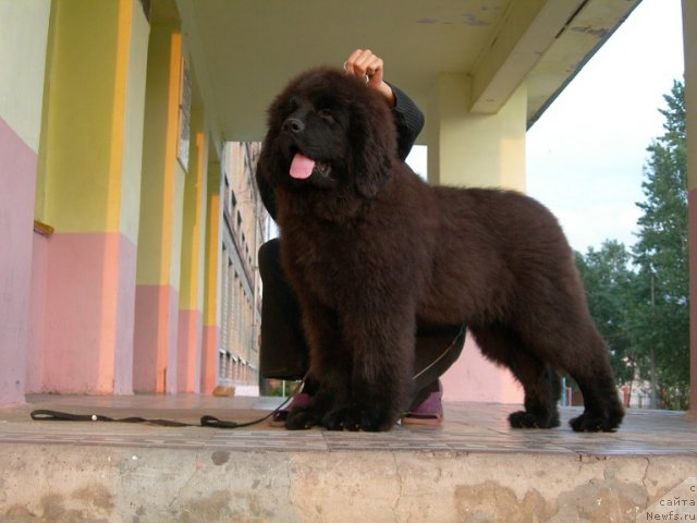 Фото: ньюфаундленд Angelo Orso Ariadna (Анджело Орсо Ариадна)