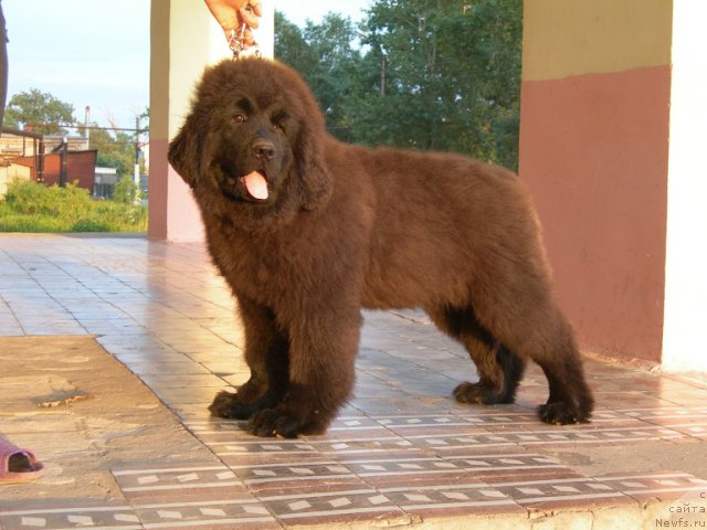 Фото: ньюфаундленд Angelo Orso Ariadna (Анджело Орсо Ариадна)