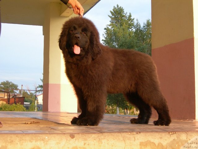 Фото: ньюфаундленд Angelo Orso Ariadna (Анджело Орсо Ариадна)