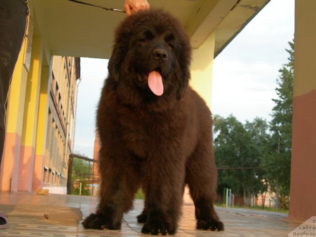 Фото: ньюфаундленд Angelo Orso Ariadna (Анджело Орсо Ариадна)