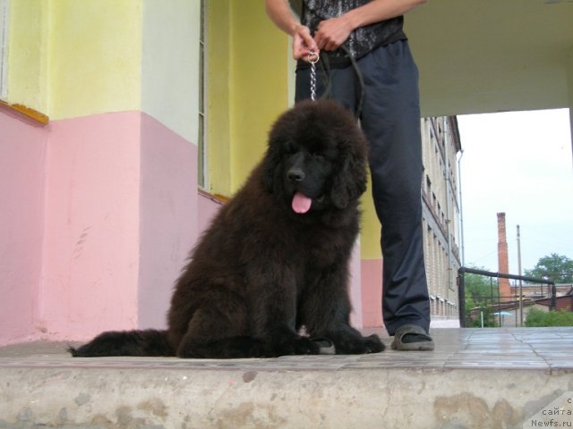 Фото: ньюфаундленд Angelo Orso Ariadna (Анджело Орсо Ариадна)