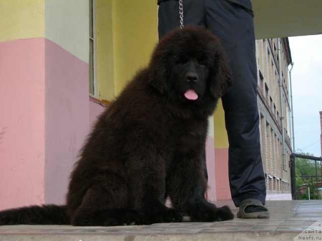 Фото: ньюфаундленд Angelo Orso Ariadna (Анджело Орсо Ариадна)