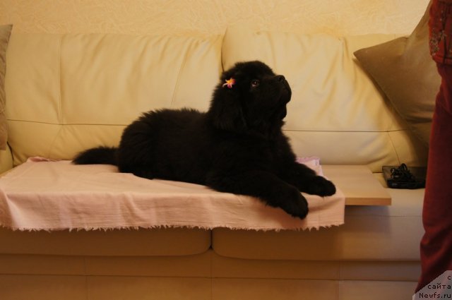 Фото: ньюфаундленд Beguschaya po Volnam Foget Mi Not (Бегущая по Волнам Фогет Ми Нот)