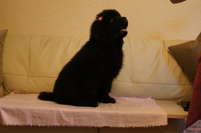 Фото: ньюфаундленд Beguschaya po Volnam Foget Mi Not (Бегущая по Волнам Фогет Ми Нот)