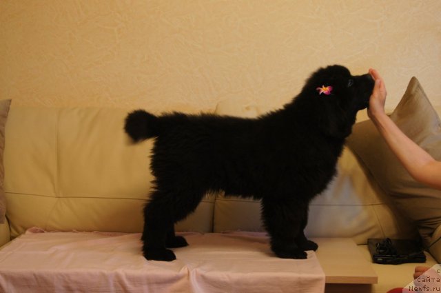 Фотография № 98399