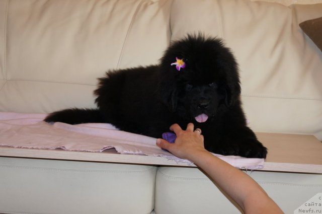 Фотография № 98401