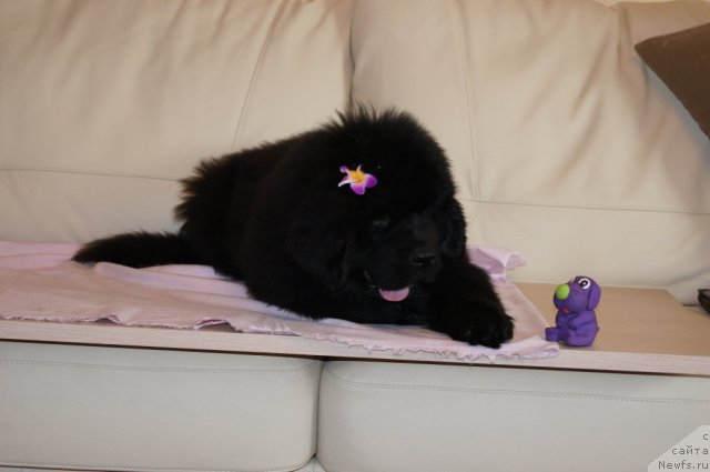 Фотография № 98402