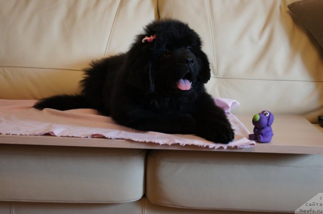 Фотография № 98403