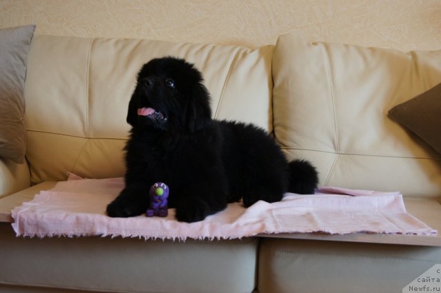 Фотография № 98404