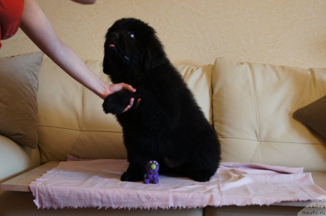 Фотография № 98405